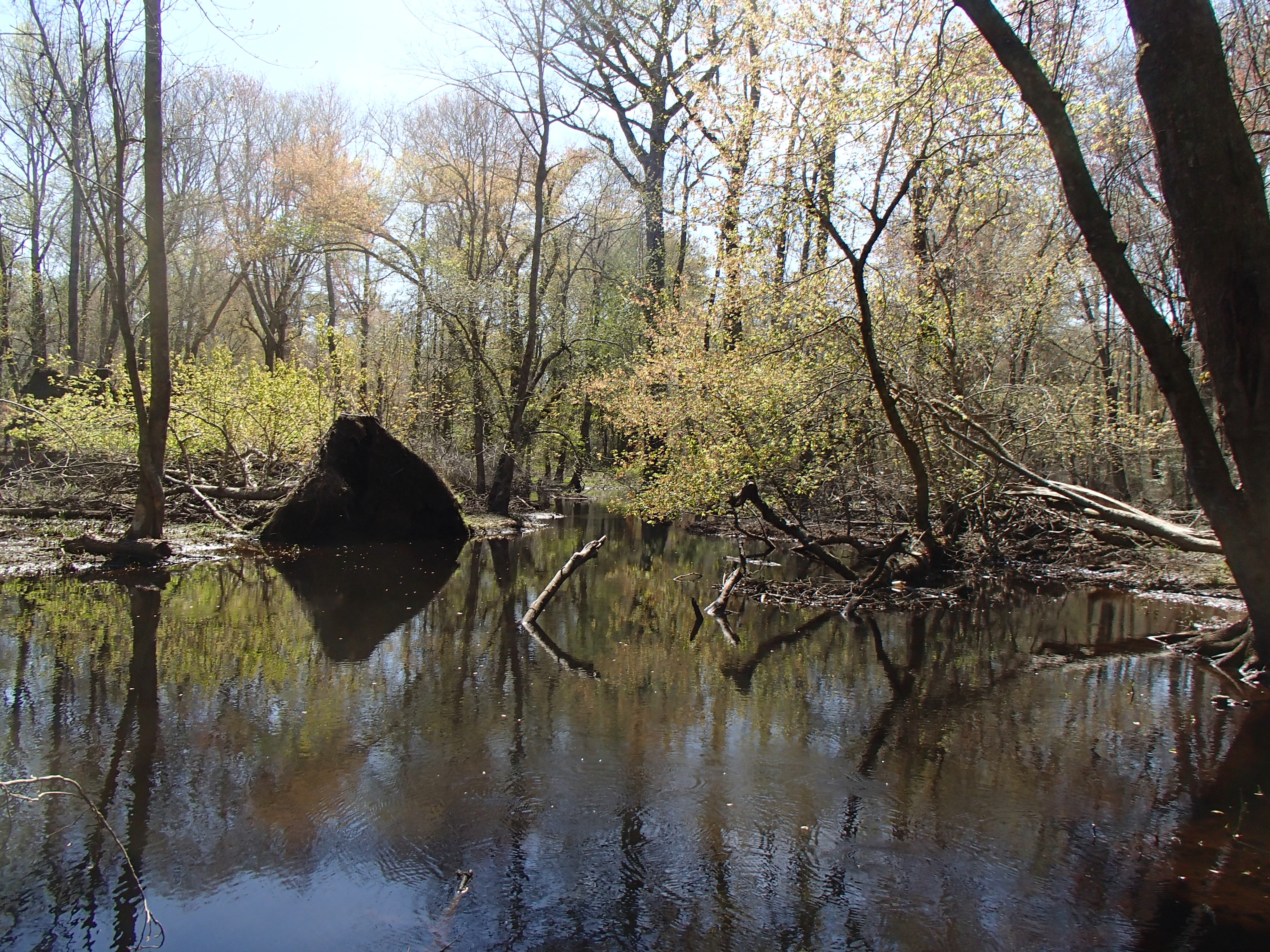 Field photo showing stream conditions at site NASS-302-S-2016_midpoint looking downstream